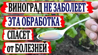 🍇 Цветение! Чтобы виноград не заболел! КОГДА и ЧЕМ провести ВТОРУЮ ОБРАБОТКУ от болезней.