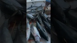 Pulling HUGE Tuna From HUGE Fish Box #Shorts