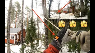 Ai että meinasinko jäädä puun alle? Lumberjack And His Husqvarna