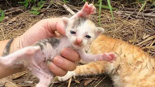 After the accident, the mother cat was left on the side of the road, her cubs were scared and crying