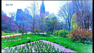 CANADA TRAVEL in MAY【SEE TULIPS Season in and around TORONTO DOWNTOWN】ONTARIO【4K HDR –  SPRING 2024】