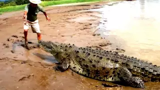 Кормление крокодила. Жуть!