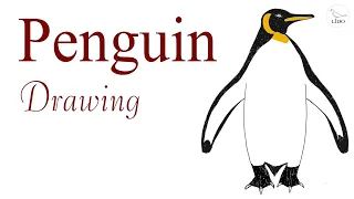 King Penguin drawing