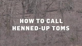 Turkey Calling Tips, Lesson 1: How to Call Henned-Up Toms