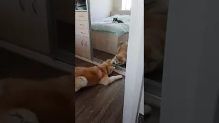 Собака и зеркало