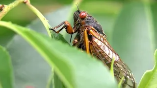 Next month, we could be see a historic cicada invasion. They're expected to attract cicada-killer wa