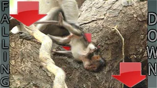 Baby Monkeys Falling  (Before & After)