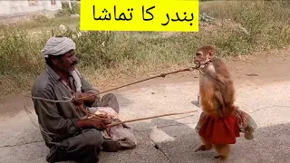 funny monkey show/ monkey dance|bander Ka tamasha in pakistan| amazing toures| MH KHAN VLOGS