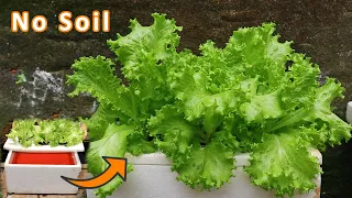 [ No soil ] How to grow lettuce in water with Styrofoam containers at home