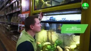 Title: Making our pets at home -- Reptile