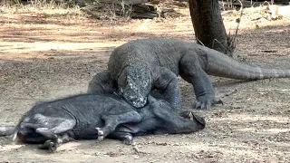 KOMODO EATING A PIGLET ALIVE