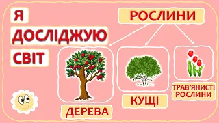 Дерева, кущі та трав'янисті рослини | Я досліджую світ