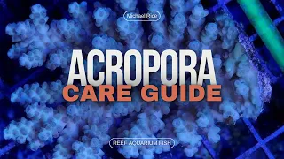 Acropora Care: Essential Tips for Thriving Staghorn and Table Corals