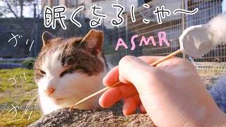 ASMR CATS in The Park Ear Cleaning (Public)