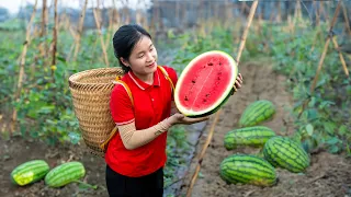 Harvest Watermelon Garden In The Field | ELLA TV