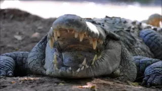 Russian tourist killed by saltwater crocodile in Indonesia