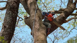 Overwhelming!! Cut down tall trembesi tree with interlocking branches.