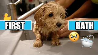 MALTIPOO PUPPY HAS FIRST BATH EVER!