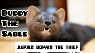 Buddy the sable is super thief Домашний соболь Бадди - суперовор