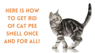 How To Get Rid Of Cat Spray Odor