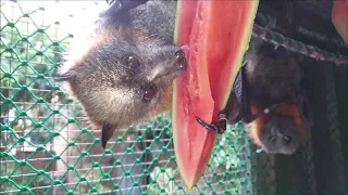 Grey-headed flying-fox males enjoy watermelon