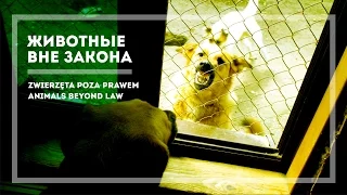 Zwierzęta poza prawem – Animals Beyond Law (PL, EN subs) HD