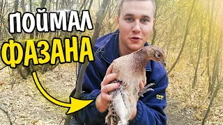 ПОЙМАЛ ФАЗАНА ЖИВЫМ! Простая ловушка на фазана! Как поймать фазана? ФАЗАН попался, ловушка сработала