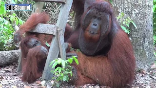 Great Ape - BORNEO