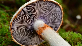 Fungi Fundamentals: Mushrooms of the Bay Area