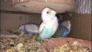 baby budgie crying for food | baby budgie screaming