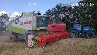 ŽNĚ 2020 / Sklizeň ječmene jarního / New Holland / Claas