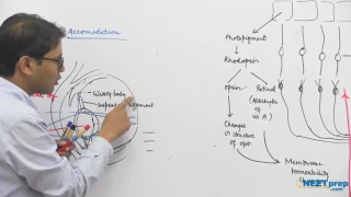 Mechanism of Vision | Neural Control & Coordination - NEET preparation videos