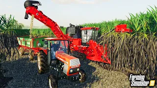 🔥 Cięcie Trzciny Cukrowej + Nowy Ciągnik 🦹‍♀️👨🏼‍🌾 Rolnicy z Miasta 😍 Farming Simulator 19 🚜