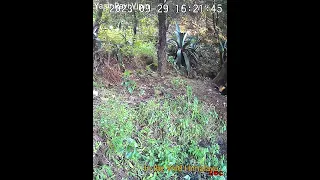 A Real Fight or Playful | Yellow Throated marten | Wildlife of Himalaya