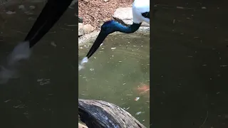 Black-Necked Stork Lunchtime