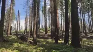 California's dying forests offer look into climate change