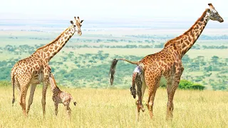 Giraffe Takes First Steps 5 Minutes After Birth