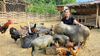 Harvesting Cassava garden to Cook Food for Pigs - Animal care - Daily life | Trieu Mai Huong