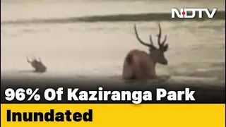 Assam Floodwater Inundates Kaziranga Park, 51 Animals Dead, 100 Rescued