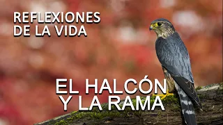 REFLEXION.- El HALCÓN Y LA RAMA. Reflexiones de la vida para seguir adelante, como ser mejor persona