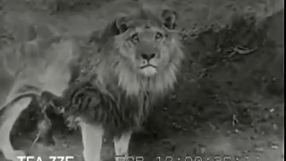 Лев против Тигра реальный бой (1946) / Lion vs tigers real fight