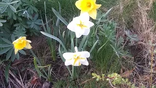Daffodils blooming in May