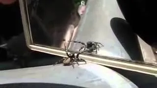 Hammer!!! Spinne im Spiege