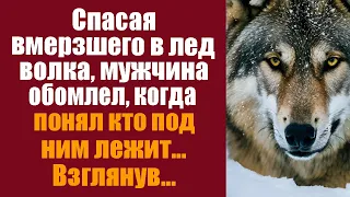 Спасая вмерзшего в лед волка, мужчина обомлел, когда понял  кто под ним лежит.. Взглянув...