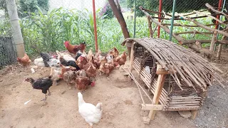 👉Elimina PIOJOS  y CORUPOS en tus GALLINAS con esto  / Asi evitarás  que dejen de comer y mu3ran!✅️