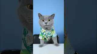 Join Oscar's Week Which is Without Waste!!😋🍰| Cat TikTok Challenge  #funnycat #catsoftiktok  #shorts