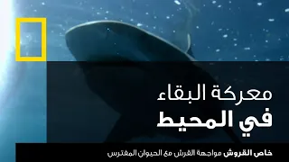 خاص القروش: مواجهة القرش مع الحيوان المفترس | ناشونال جيوغرافيك أبوظبي