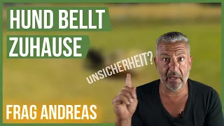 Tierschutzhund bellt und knurrt Zuhause! 😳 Was tun? #FragAndreas