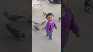 #shorts zimal khan with crow's|#shortsviral mama main crows k sth khelon|zimal and Irtaza