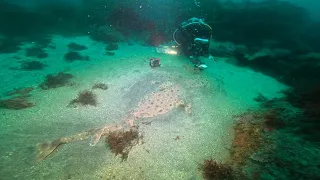 デカい！水底でコロザメ！千葉県エリア・スキューバダイビングでの水中世界。DUCKDIVE　DIVINGSHOP